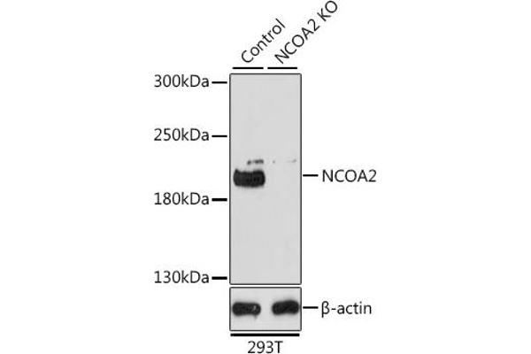 NCOA2 抗体  (AA 550-820)