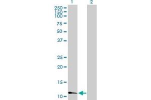Western Blot analysis of FABP3 expression in transfected 293T cell line by FABP3 MaxPab polyclonal antibody.