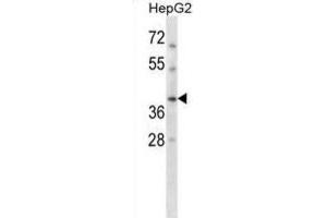 Western Blotting (WB) image for anti-DNA Repair Protein RAD51 Homolog 3 (RAD51C) antibody (ABIN2998381) (RAD51C 抗体)