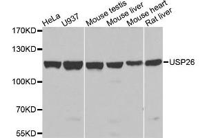 Western blot analysis of extracts of various cells, using USP26 antibody. (USP26 抗体)