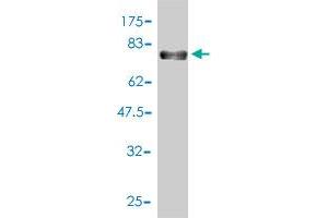 Western Blot detection against Immunogen (78.
