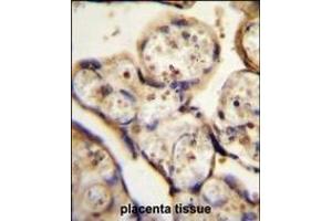 TBB1 Antibody (N-term) (ABIN655726 and ABIN2845173) immunohistochemistry analysis in formalin fixed and paraffin embedded human placenta tissue followed by peroxidase conjugation of the secondary antibody and DAB staining. (TUBB1 抗体  (N-Term))