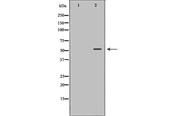 ERG 抗体  (C-Term)