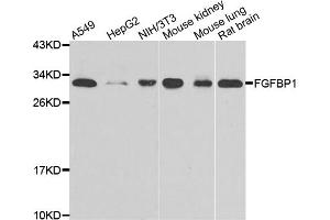 Western blot analysis of extracts of various cell lines, using FGFBP1 antibody (ABIN5975547) at 1/1000 dilution. (FGFBP1 抗体)