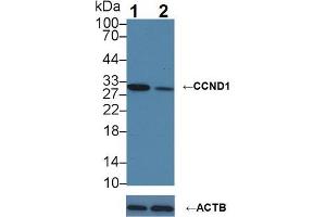 Knockout Varification: Lane 1: Wild-type A549 cell lysate; Lane 2: CCND1 knockout A549 cell lysate; Predicted MW: 33kDa Observed MW: 30kDa Primary Ab: 1µg/ml Rabbit Anti-Human CCND1 Antibody Second Ab: 0. (Cyclin D1 抗体  (AA 1-295))