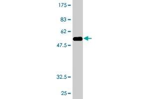 Western Blotting (WB) image for anti-MAD2L1 Binding Protein (MAD2L1BP) (AA 1-274) antibody (ABIN523091)