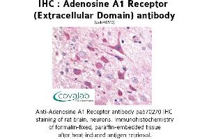 Image no. 1 for anti-Adenosine A1 Receptor (ADORA1) (2nd Extracellular Domain) antibody (ABIN1731548) (ADORA1 抗体  (2nd Extracellular Domain))