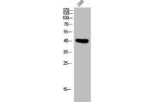 Western Blot analysis of 293 cells using PD2R Polyclonal Antibody (PTGDR 抗体  (C-Term))