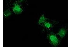 Immunofluorescence (IF) image for anti-Nudix (Nucleoside Diphosphate Linked Moiety X)-Type Motif 6 (NUDT6) antibody (ABIN1499865)
