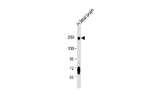 Western Blot at 1:8000 dilution + human fetal brain lysate Lysates/proteins at 20 ug per lane.