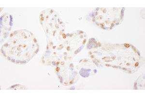 Immunohistochemistry (IHC) image for anti-Cofactor of BRCA1 (COBRA1) (AA 530-580) antibody (ABIN7454796)