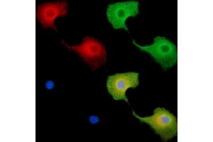 ABIN7096228 and ABIN7100290 staining  cells by IF/ICC. (BTBD8 抗体)