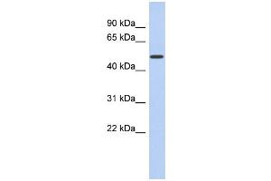 WB Suggested Anti-FAM71D Antibody Titration:  0. (FAM71D 抗体  (Middle Region))