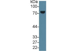 Detection of TGM2 in Mouse Placenta lysate using Polyclonal Antibody to Transglutaminase 2 (TGM2)