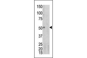 Image no. 2 for anti-Tumor Necrosis Factor Receptor Superfamily, Member 1A (TNFRSF1A) (pSer274) antibody (ABIN358242) (TNFRSF1A 抗体  (pSer274))