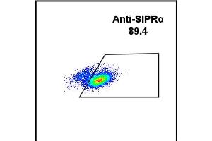 THP-1 cell line were surface stained with Rabbit anti-SIRPα monoclonal antibody 1 μg/mL (clone: DM8) followed by Alexa 488-conjugated anti-rabbit IgG secondary antibody. (SIRPA 抗体  (AA 31-370))