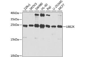 Western blot analysis of extracts of various cell lines, using UBE2K antibody (ABIN3021402, ABIN3021403, ABIN3021404 and ABIN6215017) at 1:1000 dilution. (UBE2K 抗体  (AA 1-100))