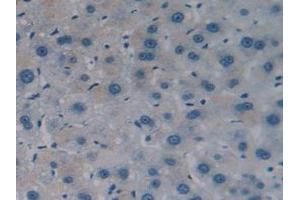IHC-P analysis of Human Liver Tissue, with DAB staining. (Caspase 4 抗体  (AA 290-377))