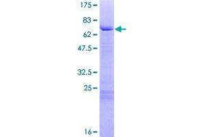 GATA5 Protein (AA 1-397) (GST tag)