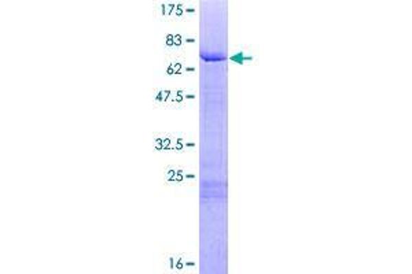 GATA5 Protein (AA 1-397) (GST tag)