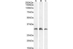 (ABIN184933) (1 μg/mL) staining of KNRK (A), NIH3T3 (B and (0.