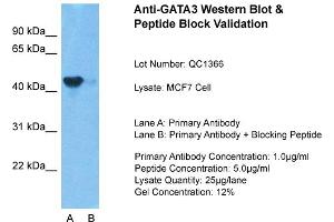 Host: Rabbit Target Name: GATA3 Sample Type: MCF7 Lane A: Primary Antibody Lane B: Primary Antibody + Blocking Peptide Primary Antibody Concentration: 1ug/ml Peptide Concentration: 5. (GATA3 抗体  (N-Term))
