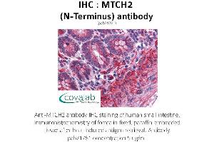 Image no. 1 for anti-Mitochondrial Carrier 2 (MTCH2) (N-Term) antibody (ABIN1737107) (MTCH2 抗体  (N-Term))