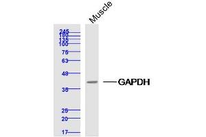 Mouse muscle lysates probed with GAPDH Polyclonal Antibody, Unconjugated  at 1:300 dilution and 4˚C overnight incubation. (GAPDH 抗体  (AA 1-335))