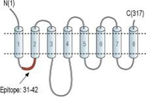 anti-Solute Carrier Family 39 (Zinc Transporter), Member 3 (SLC39A3) (1st Extracellular Loop), (AA 31-42) antibody