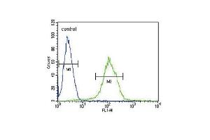 CFHR5 Antibody (Center) (ABIN651876 and ABIN2840434) flow cytometric analysis of CEM cells (right histogram) compared to a negative control cell (left histogram). (CFHR5 抗体  (AA 203-231))
