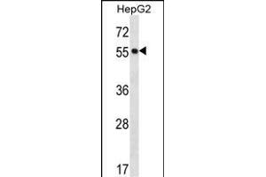 POFUT2 Antibody (Center) (ABIN656784 and ABIN2846002) western blot analysis in HepG2 cell line lysates (35 μg/lane). (POFUT2 抗体  (AA 228-257))