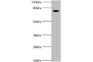 Western blot All lanes: BAP1 antibody at 8 μg/mL + Hela whole cell lysate Secondary Goat polyclonal to rabbit IgG at 1/10000 dilution Predicted band size: 80 kDa Observed band size: 80 kDa (BAP1 抗体  (AA 460-729))