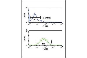 SPRY4-Y75 Antibody (ABIN652338 and ABIN2841560) flow cytometric analysis of K562 cells (bottom histogram) compared to a negative control cell (top histogram). (SPRY4 抗体  (AA 26-56))