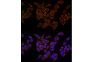 Immunofluorescence analysis of HeLa using FDX1/ADX Rabbit mAb (ABIN7267167) at dilution of 1:100 (40x lens). (Ferredoxin1 (FDX1) 抗体)