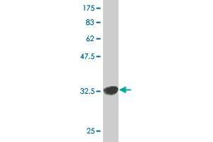 Western Blot detection against Immunogen (35. (RAD1 抗体  (AA 1-90))