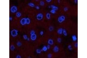Immunofluorescence analysis of Human liver tissue using COL4A1 Monoclonal Antibody at dilution of 1:200. (COL4A1 抗体)