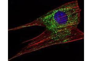 Immunofluorescence analysis of NIH/3T3 cells using KLHL11 mouse mAb (green). (KLHL11 抗体)