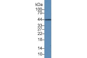 Detection of IL19 in Rat Liver lysate using Monoclonal Antibody to Interleukin 19 (IL19) (IL-19 抗体  (AA 25-177))