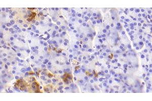 Detection of GCG in Human Pancreas Tissue using Polyclonal Antibody to Glucagon (GCG) (Glucagon 抗体  (AA 23-180))