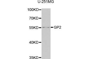 Western blot analysis of extracts of U-251MG cells, using GP2 antibody (ABIN5975023) at 1/1000 dilution. (GP2 抗体)
