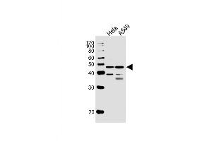 Western Blot at 1:1000 dilution Lane 1: Hela whole cell lysates Lane 2: A549 whole cell lysates Lysates/proteins at 20 ug per lane. (NFIC 抗体  (AA 180-208))