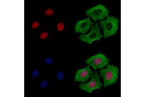 ABIN6260522 and ABIN6278786 staining Hela cells by IF/ICC.