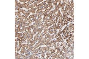 Immunohistochemical staining (Formalin-fixed paraffin-embedded sections) of human liver shows strong cytoplasmic positivity in hepatocyte cells. (TST 抗体)