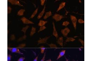 Immunofluorescence analysis of L929 cells using SERPINB9 Polyclonal Antibody at dilution of 1:100.