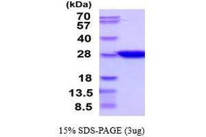 Ciliary Neurotrophic Factor (CNTF) (AA 1-200) (Active) protein (His tag)