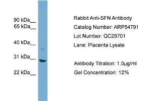 WB Suggested Anti-SFN  Antibody Titration: 0. (14-3-3 sigma/SFN 抗体  (N-Term))