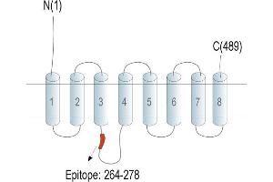 Representative domain view of the target of ABIN7885489.