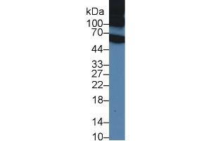 Western Blot; Sample: Rat Serum; Primary Ab: 1µg/ml Rabbit Anti-Rat ITIH1 Antibody Second Ab: 0. (ITIH1 抗体  (AA 412-664))