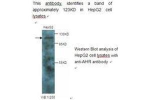 Image no. 1 for anti-Aryl Hydrocarbon Receptor (AHR) antibody (ABIN790782) (Aryl Hydrocarbon Receptor 抗体)