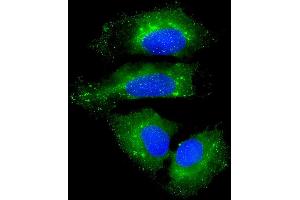 Immunofluorescent analysis of 4 % paraformaldehyde-fixed, 0. (NAA10 抗体  (AA 135-167))